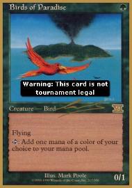 Birds of Paradise 
