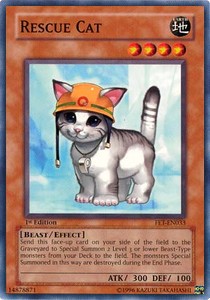 Rescue Cat 