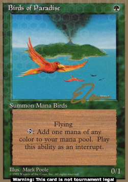 Birds of Paradise 